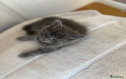 Mixed Breed cats for sale: Gorgeous girl for sale - Image 3