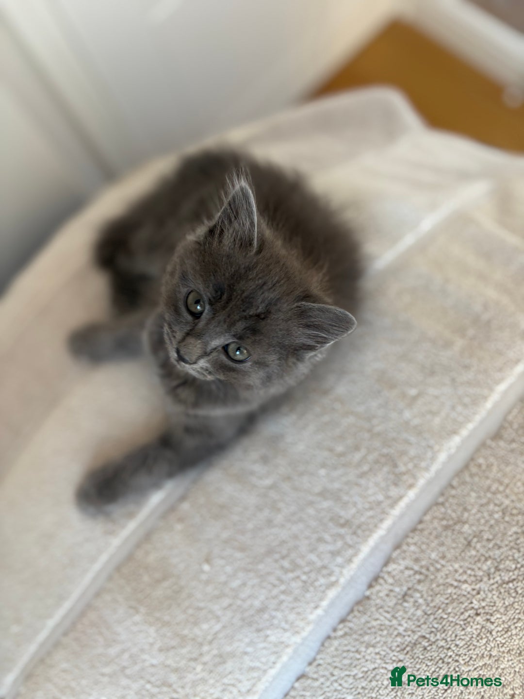 Mixed Breed cats for sale: Gorgeous girl for sale - Image 3