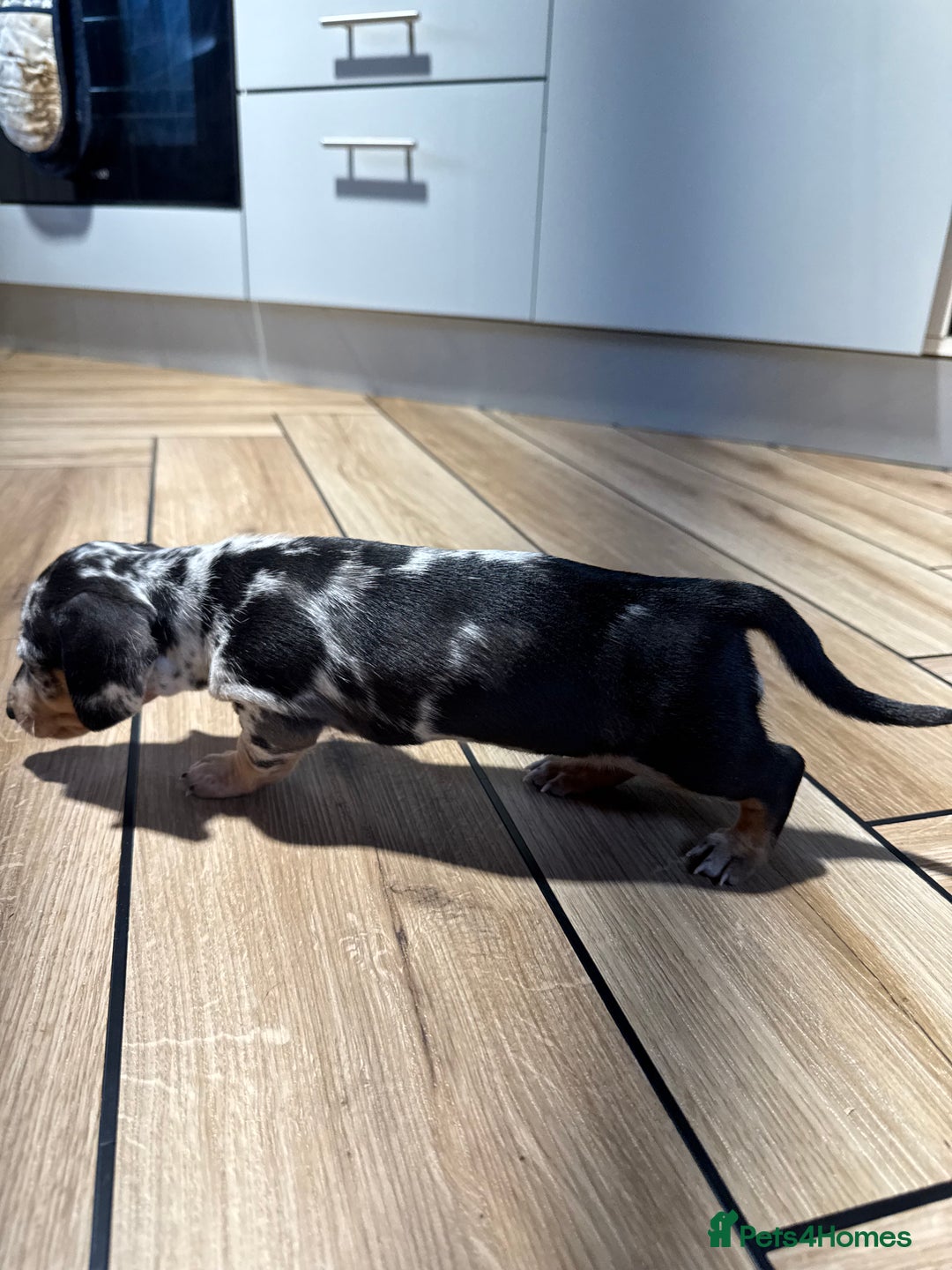 Miniature Dachshund dogs for sale: Outstanding litter of miniature Dachshund Puppies - Image 5