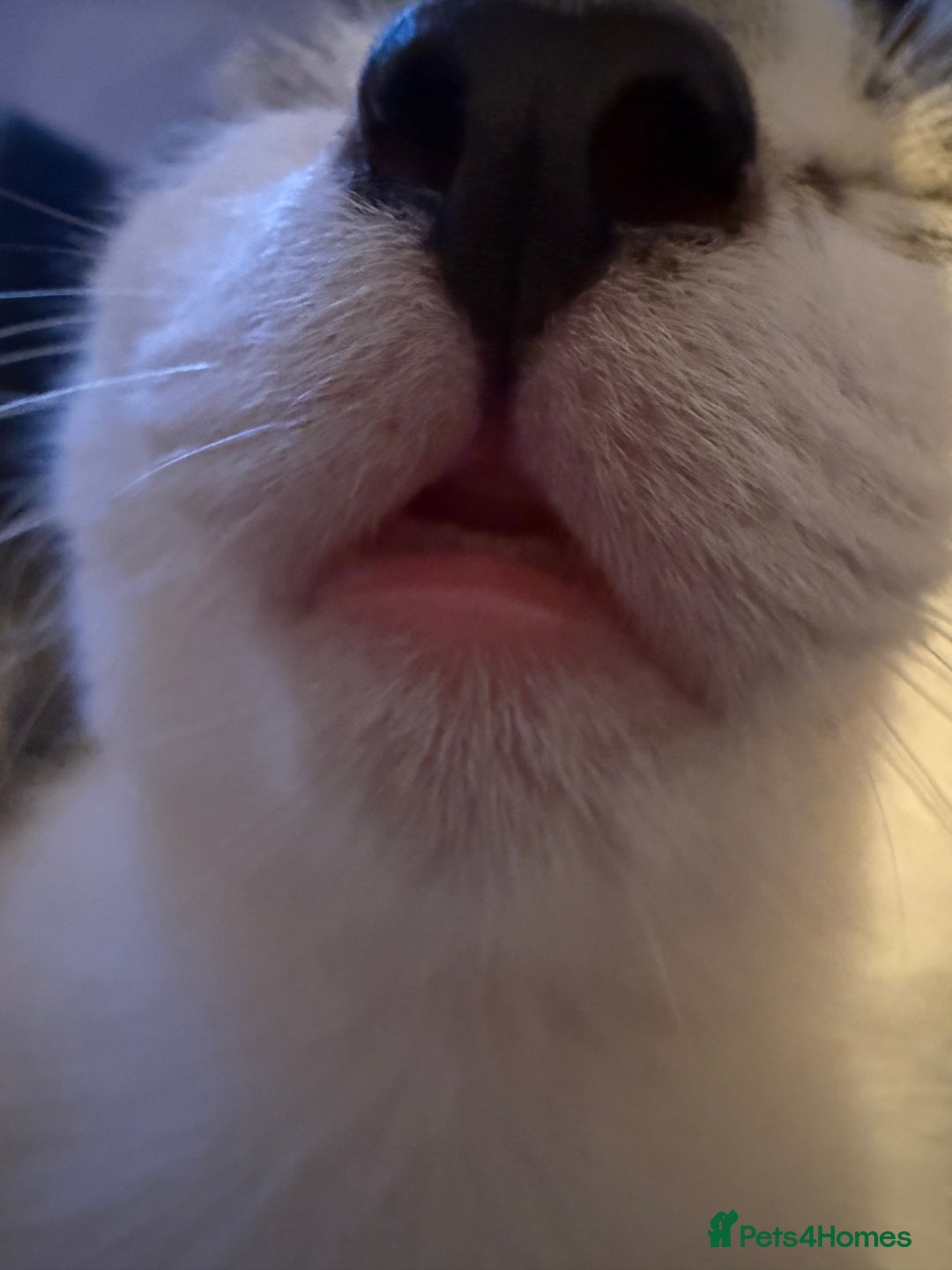 Mixed Breed cats for sale: Little Hand Reared Pops Needs His Forever Home - Advert 14