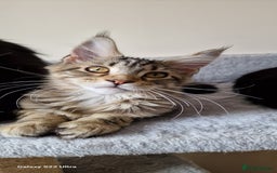 Maine Coon cats for sale: Pure Maine coon - Image 10