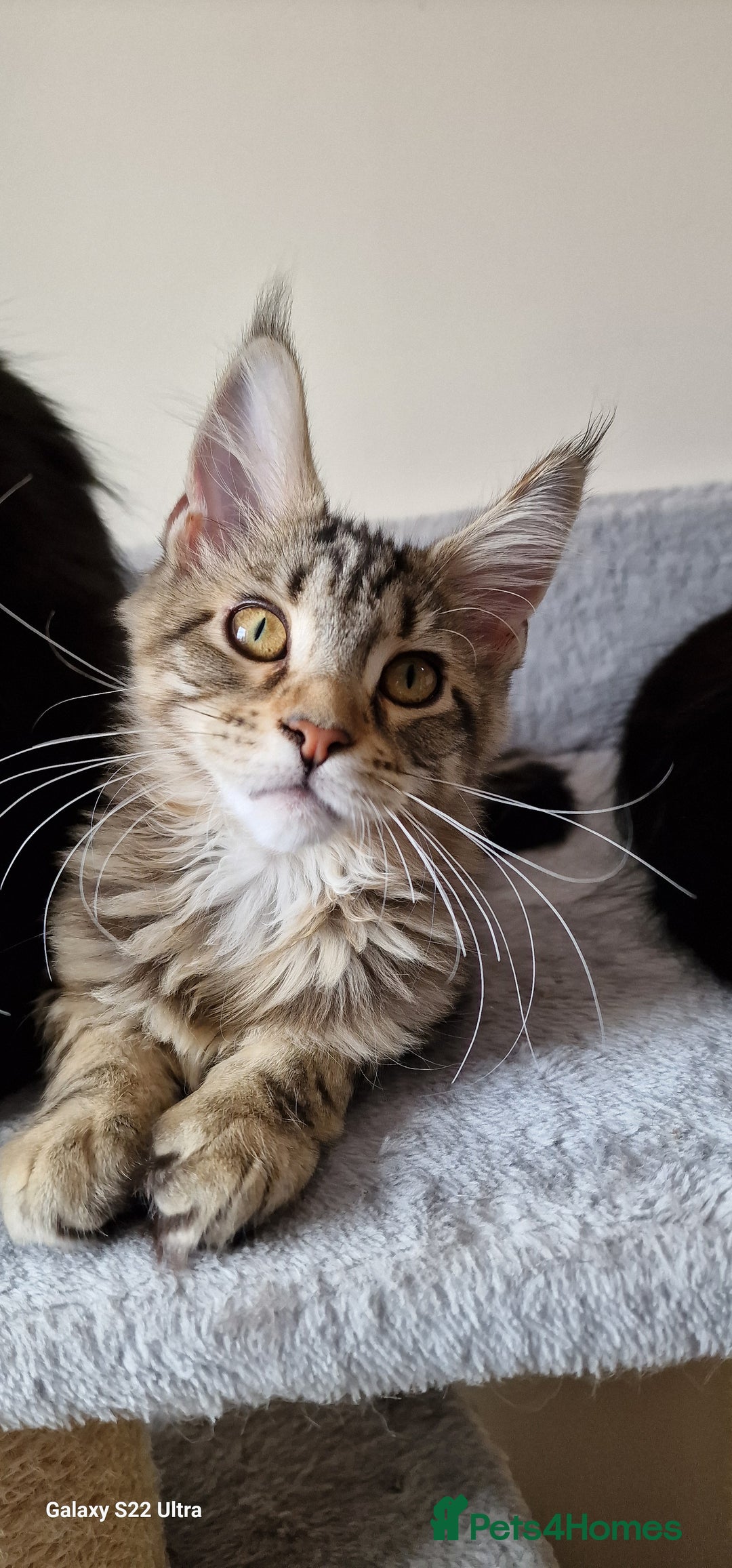 Maine Coon cats for sale: Pure Maine coon - Image 10