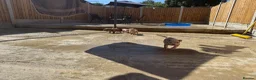 American Bully dogs for sale: ABKC REGISTERED Pocket bullz - Advert 7