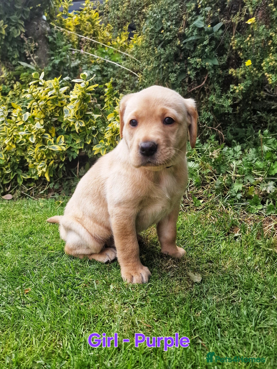 Mixed Breed dogs for sale: Labrador Cross Pups - Image 2