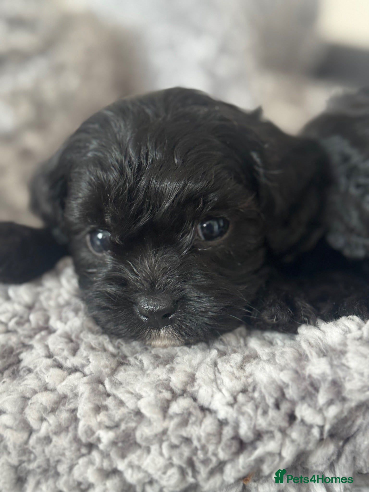 Cavapoo dogs Beautiful Cavapooh’s - Advert 2