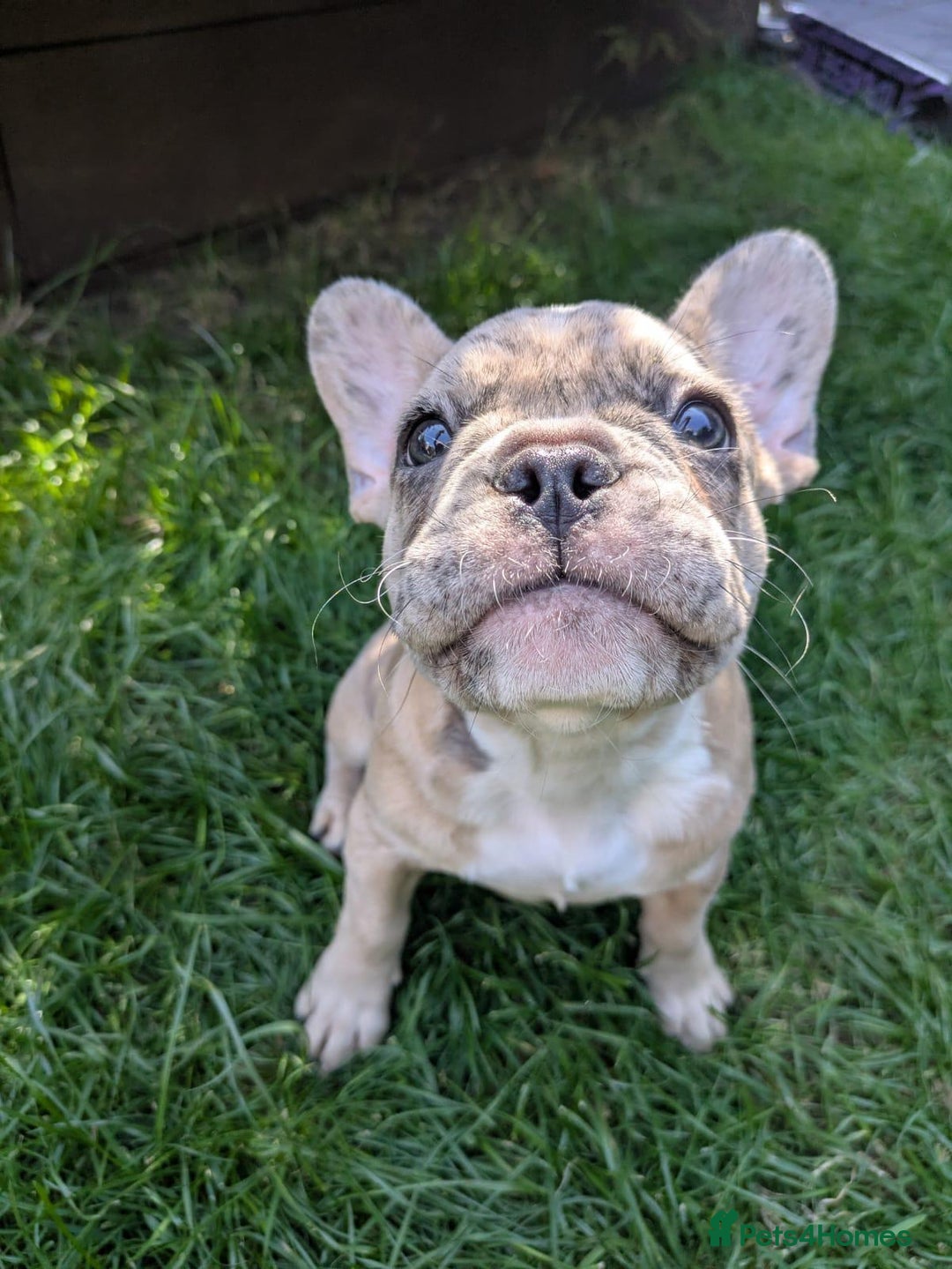 French Bulldog dogs for sale: fluffy carrier French bulldog girls  - Image 2