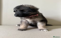 Mixed Breed dogs for sale: Alaskan Malamute x German Shepard Cross puppies - Image 3