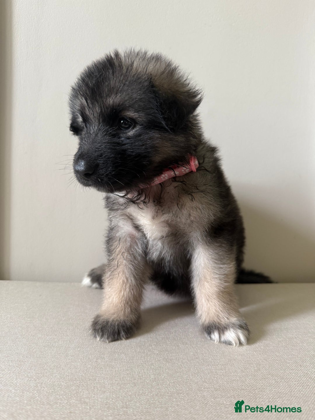 Mixed Breed dogs for sale: Alaskan Malamute x German Shepard Cross puppies - Image 3