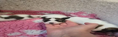 Papillon 1