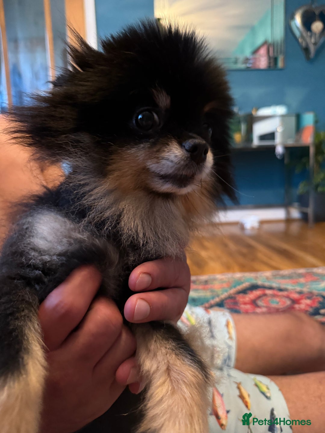 Pomeranian dogs for sale: Xs teddy face Pomeranian  - Image 11
