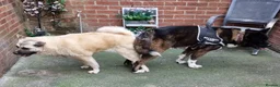 Akita dogs for stud: Stunning proven bear head American Akita for stud  - Advert 7