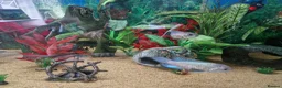 Cichlids fish for sale: Cichlids for sales - Advert 3