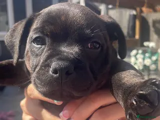 Staffordshire Bull Terrier dogs KC Beautiful litter of blue/red staffys - Advert 13