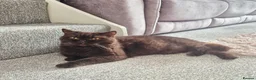 British Longhair cats for sale: GCCF Registered Beautifiul Retired Chocolate Lady - Advert 2