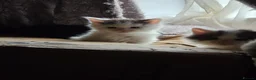 Mixed Breed cats for sale: Cats for sale  - Advert 3