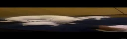 Jack Russell dogs for sale: Jack Russell puppy’s  - Advert 10