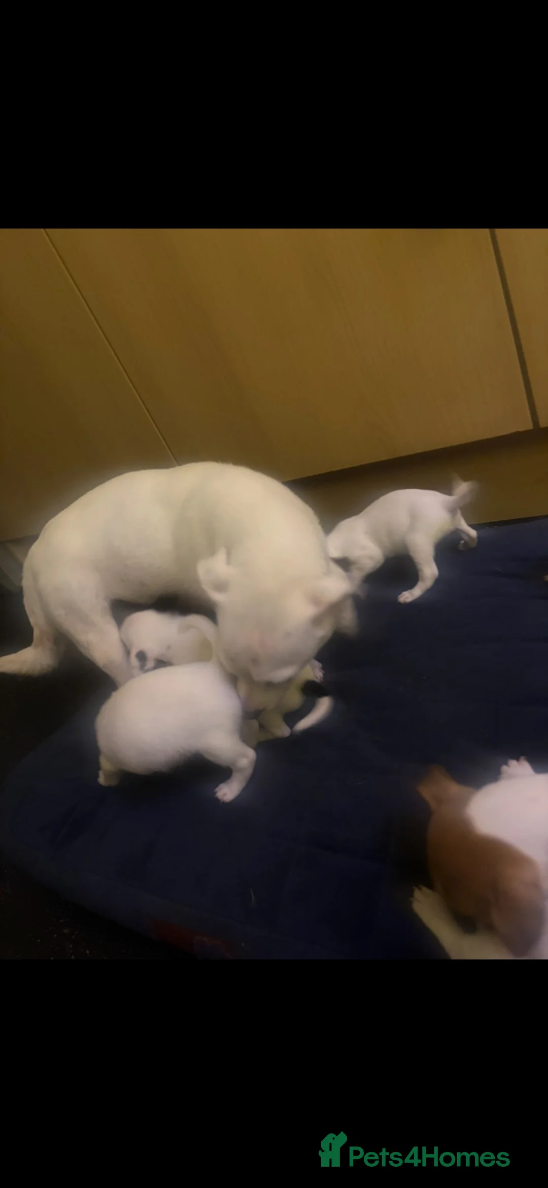 Jack Russell dogs for sale: Jack Russell puppy’s  - Advert 10