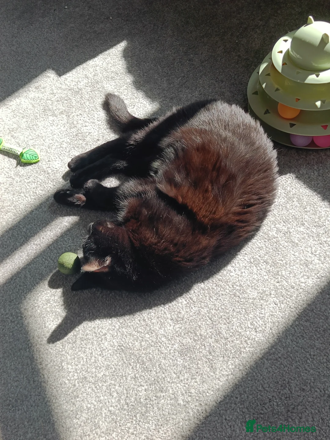 British Shorthair cats for sale: A very good black cat - Advert 2