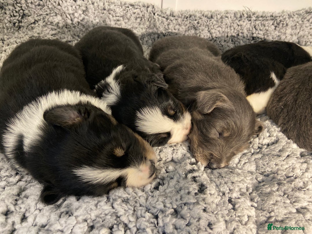 Border Collie dogs for sale: 6 quality healthy Border Collie, ready in Feb 26  - Advert 14