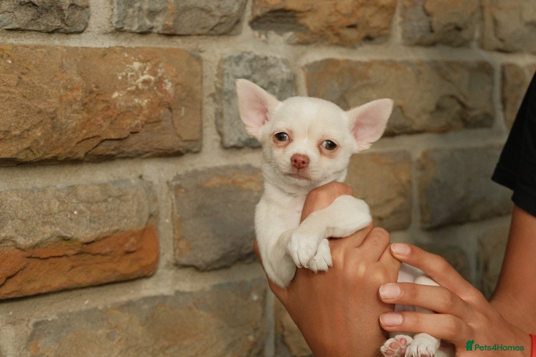 Chihuahua dogs for sale: 4 beautiful Chihuahua pups - Image 11