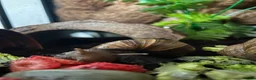 Snails invertebrates for sale: Giant African land snails in Swindon - Advert 4