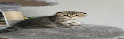 Scottish Fold cats for sale: Only 2 left!! Beautiful Scottish Fold Kittens  - Advert 8