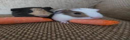 Mixed Breed rodents for sale: 2 bonded boys rtl - Advert 4