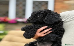 Labradoodle dogs for sale: F2 Labradoodle  - Image 3