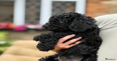 Labradoodle dogs - Advert 4