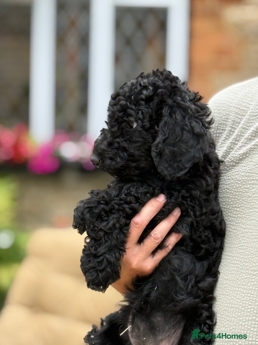 Labradoodle dogs for sale: F2 Labradoodle  - Image 3