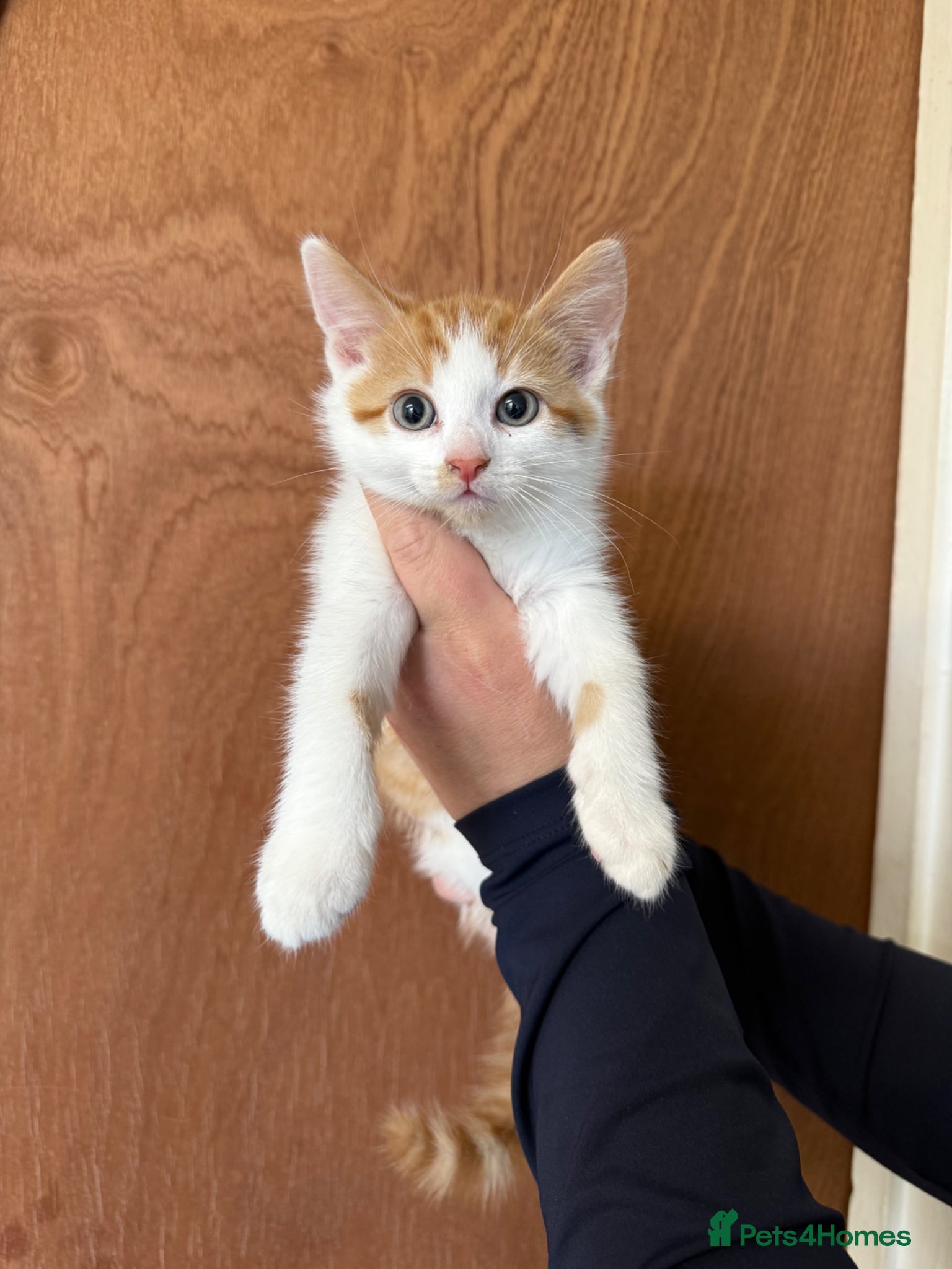 Maine Coon cats Maine Coon Kittens  - Advert 2