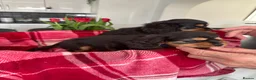 Cavalier King Charles Spaniel dogs for sale: Cavalier king charles - Advert 12