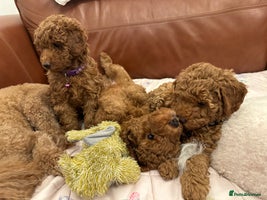 Miniature Poodle dogs Puppies-miniature poodle - Advert 9