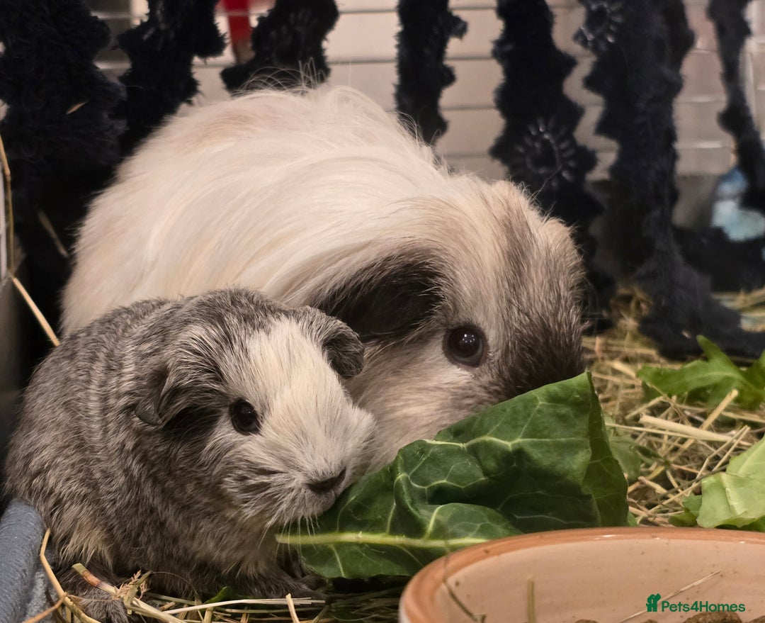 Guinea Pig rodents for sale: 2 male guinea pigs long haired silkie - Advert 3