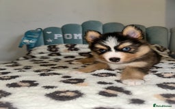 Pomsky dogs for sale: Family-Raised Pomsky Pups - Advert 4