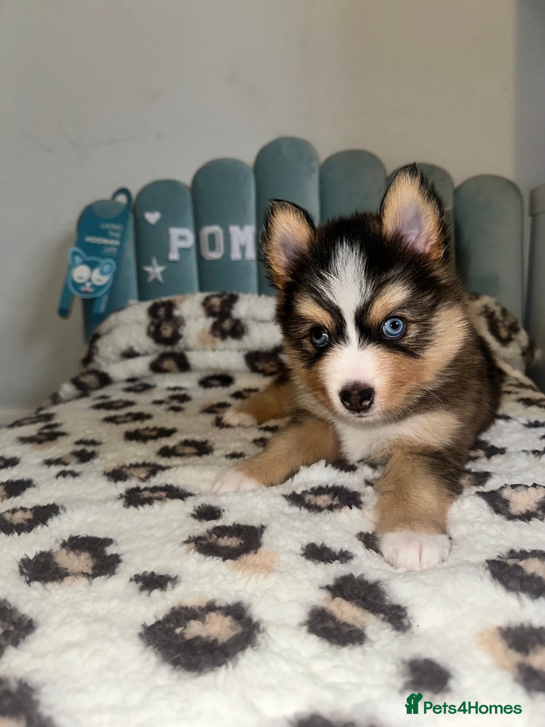 Pomsky dogs for sale: Family-Raised Pomsky Pups - Advert 4