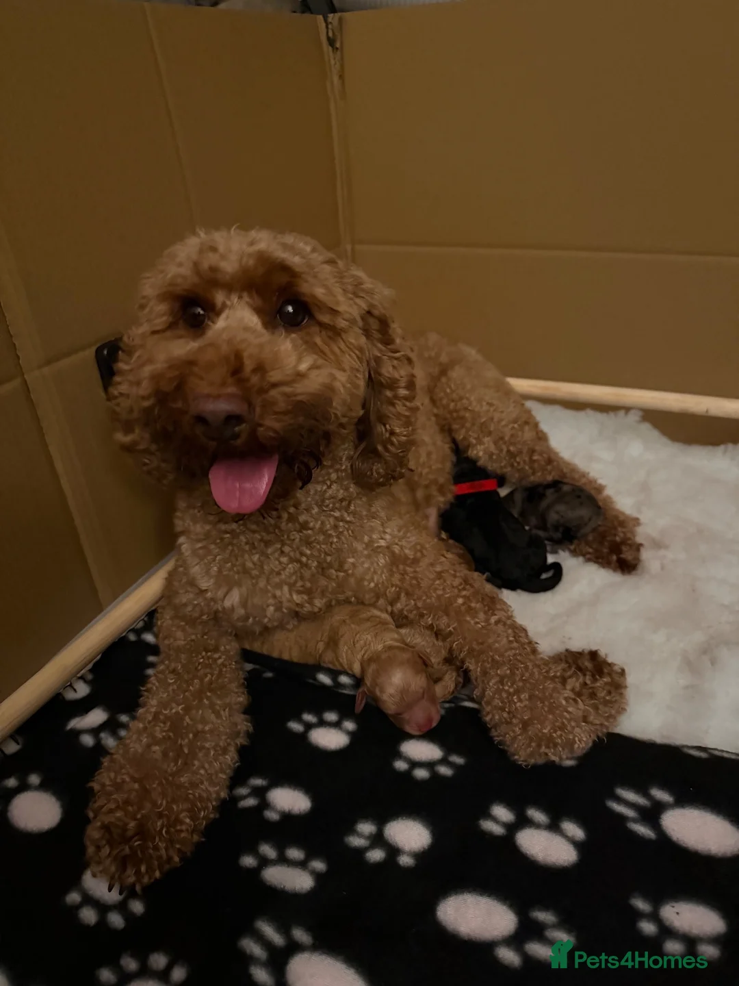 Labradoodle dogs for sale: F3BB Miniature Labradoodle Puppies – 2 Girls - Advert 5