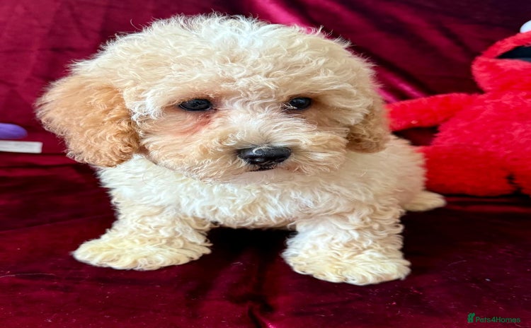Maltipoo dogs - Advert 1