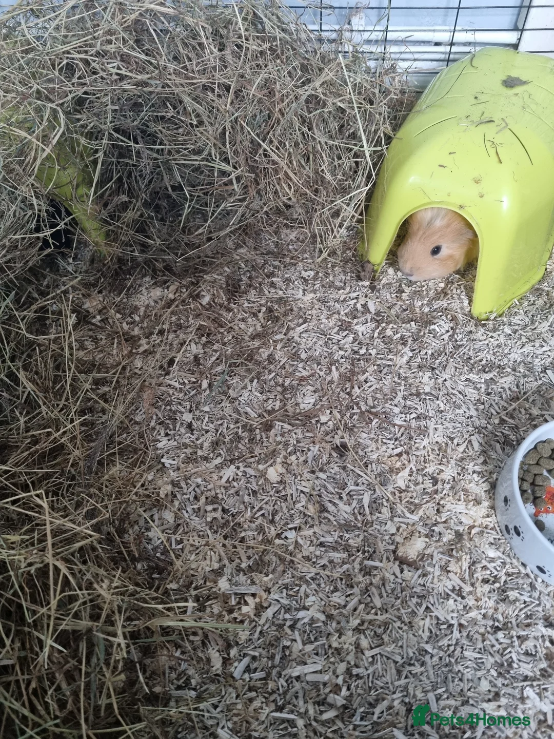 Guinea Pig rodents for sale: Lloyd & cole - male piggies for rehome - Advert 6