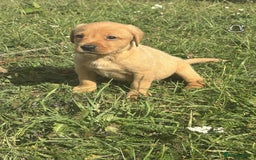 Labrador Retriever dogs for sale: Gorgeous Labrador puppies - Image 3