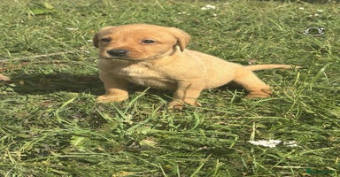 Labrador Retriever dogs - Advert 9