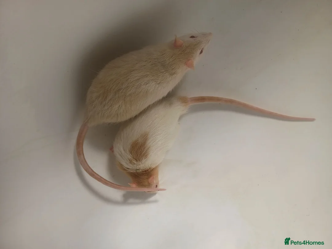 Rat rodents for sale: 3 male rats with cage - Advert 6