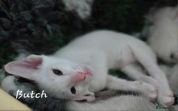Oriental cats for sale: Beautiful GCCF registered Oriental kittens - Image 15