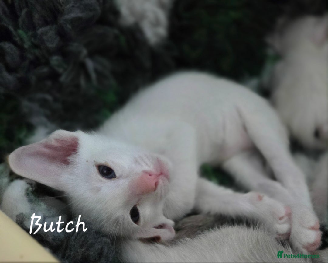 Oriental cats for sale: Beautiful GCCF registered Oriental kittens - Image 15