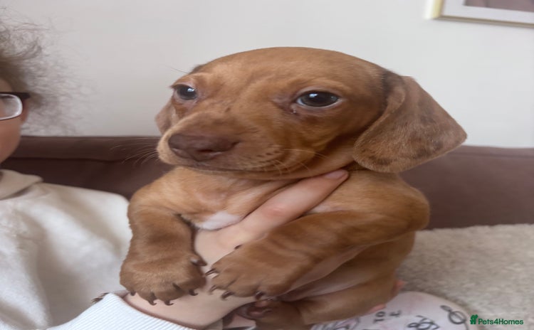 Miniature Dachshund dogs - Advert 1