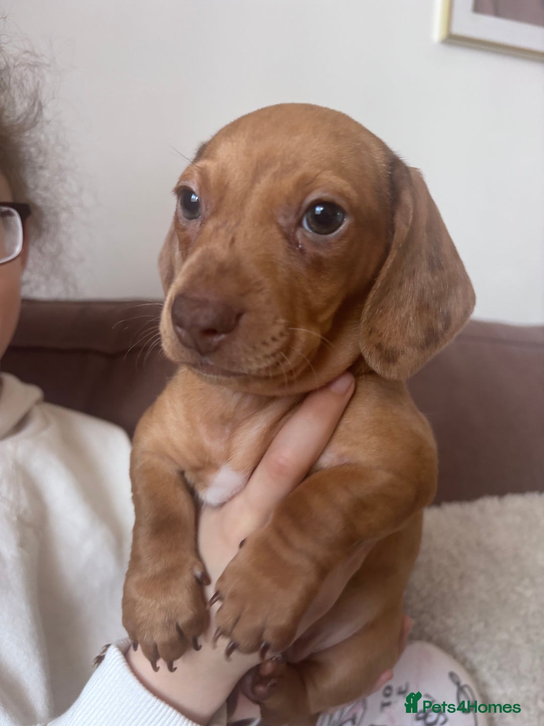 Miniature Dachshund dogs for sale: Kc reg miniature dachshund  - Image 1