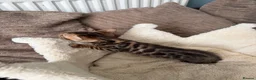 Bengal cats for sale: TICA pure breed Bengal kittens available.  - Advert 23