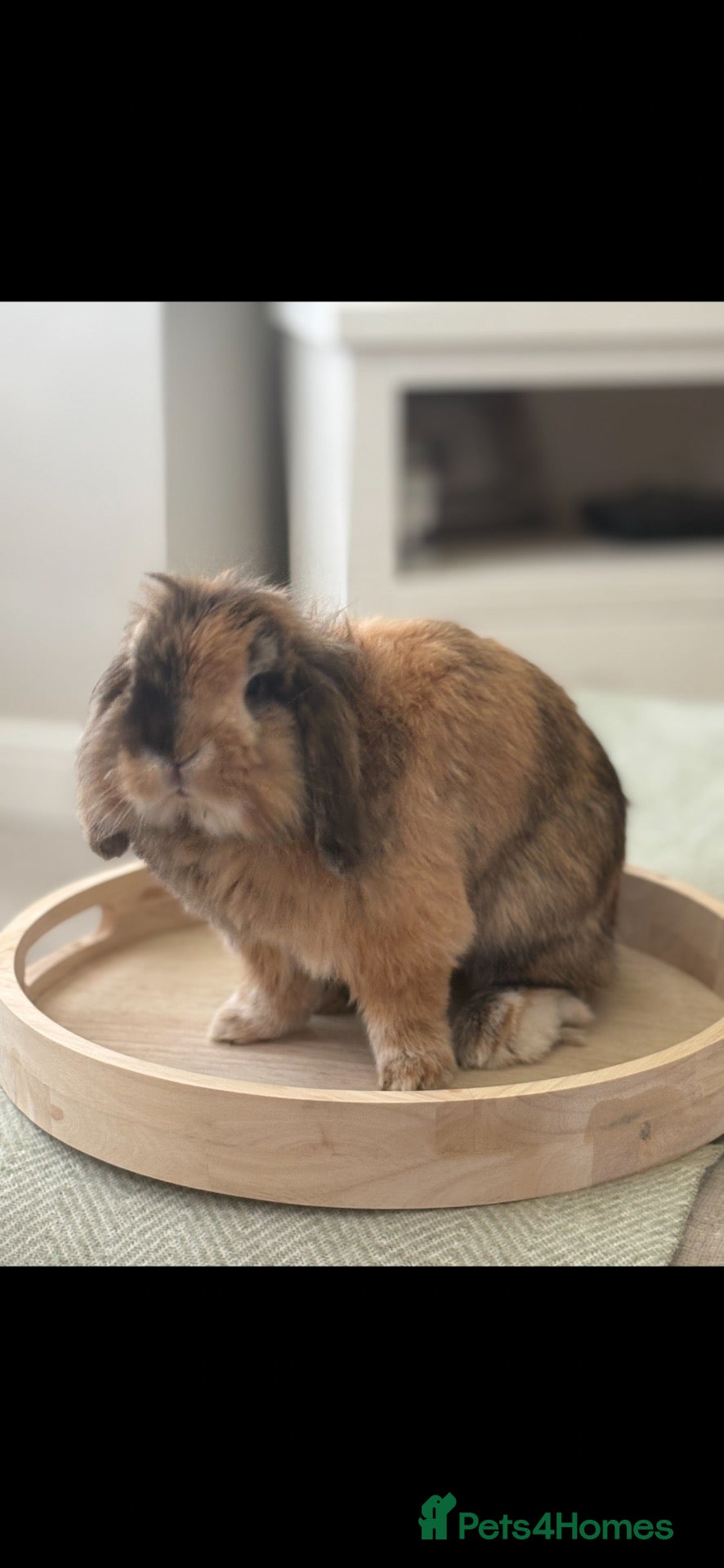 Lionhead rabbits Male Lionhead 6 years old - Advert 1
