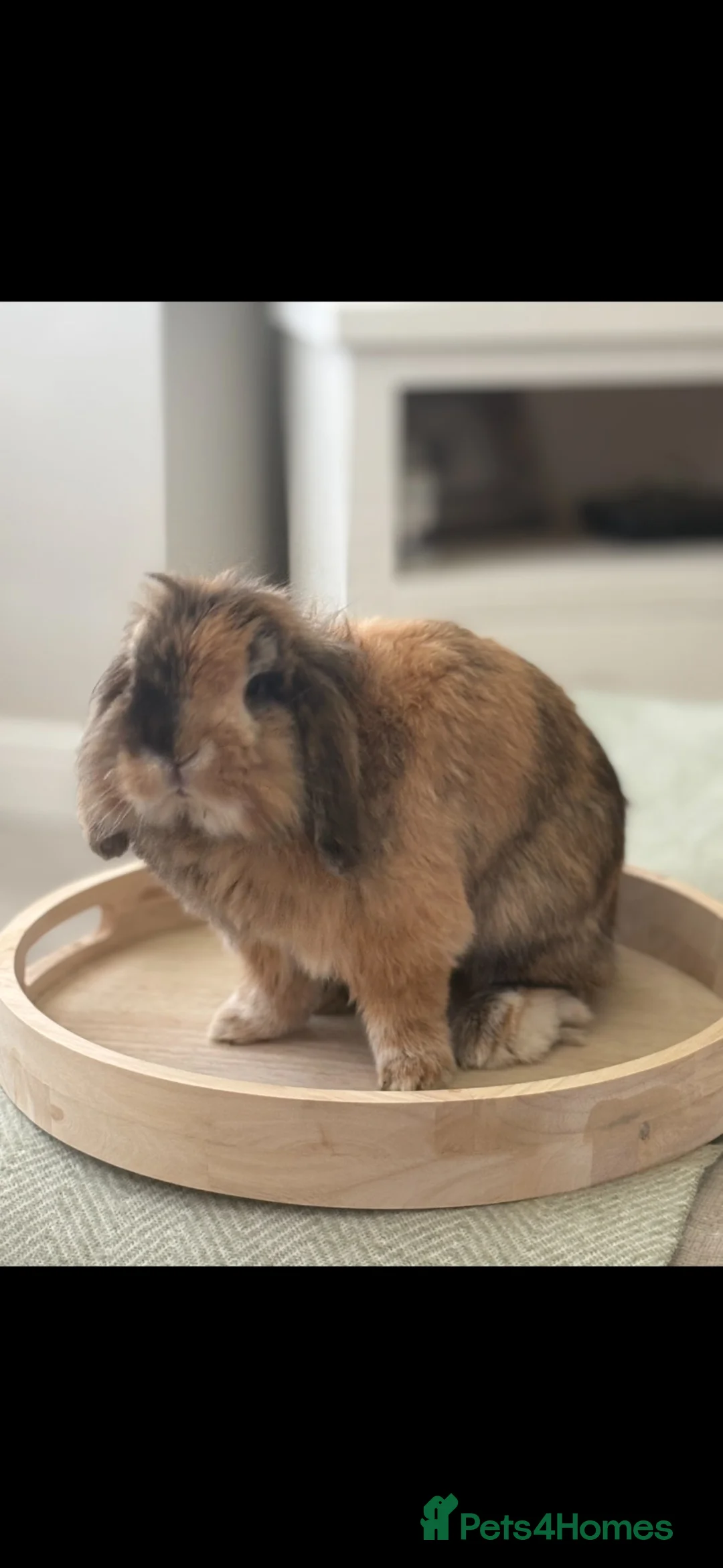 Lionhead rabbits for sale: Male Lionhead 6 years old - Advert 1
