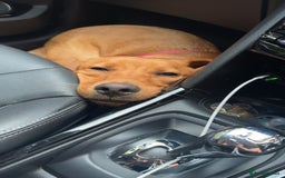 Labrador Retriever dogs for sale: Beautiful Labrador  - Image 3